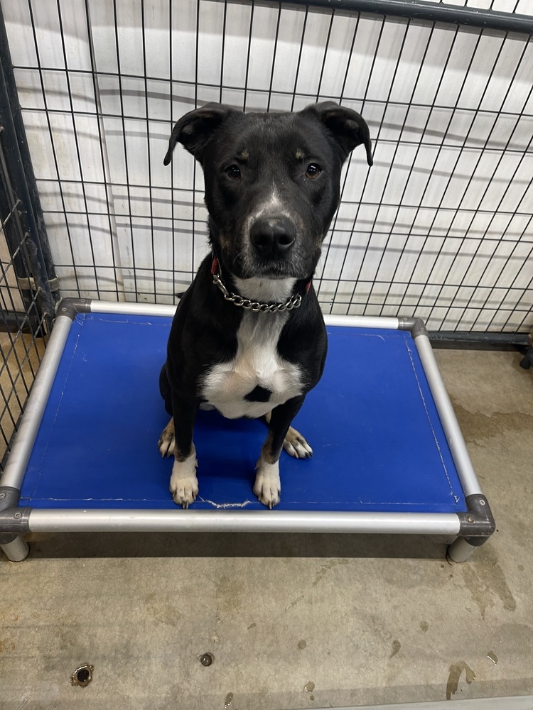 Marionville Pups - kash