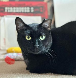 Sushi, Adult Female Domestic Short Hair