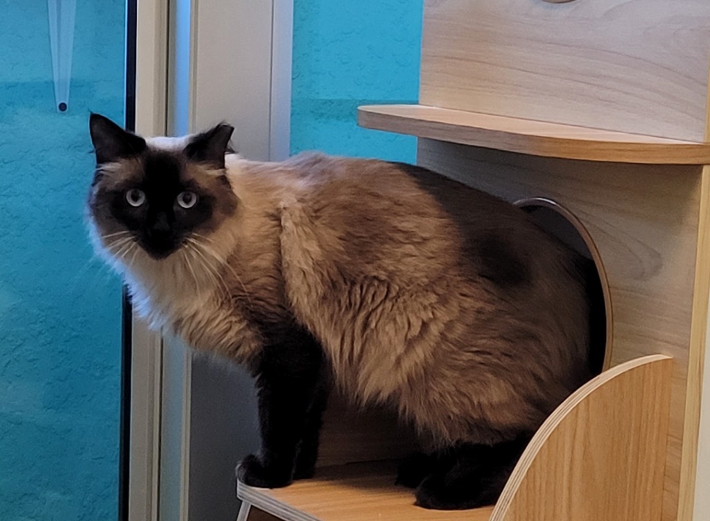 Zara, an adoptable Birman in Cape Coral, FL, 33991 | Photo Image 1