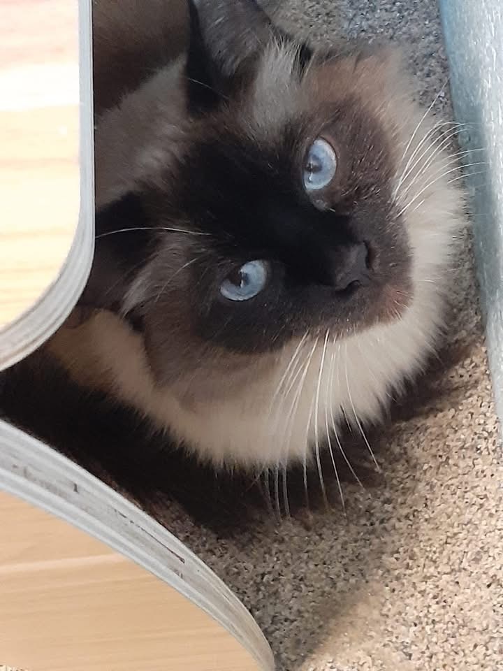 Zara, an adoptable Birman in Cape Coral, FL, 33991 | Photo Image 2