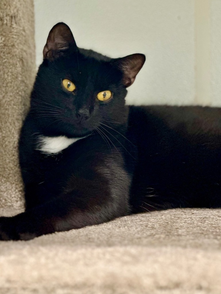 Joey, an adoptable Domestic Short Hair in Cumberland, ME, 04021 | Photo Image 1