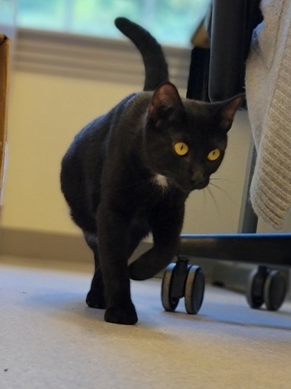 Joey, an adoptable Domestic Short Hair in Cumberland, ME, 04021 | Photo Image 2