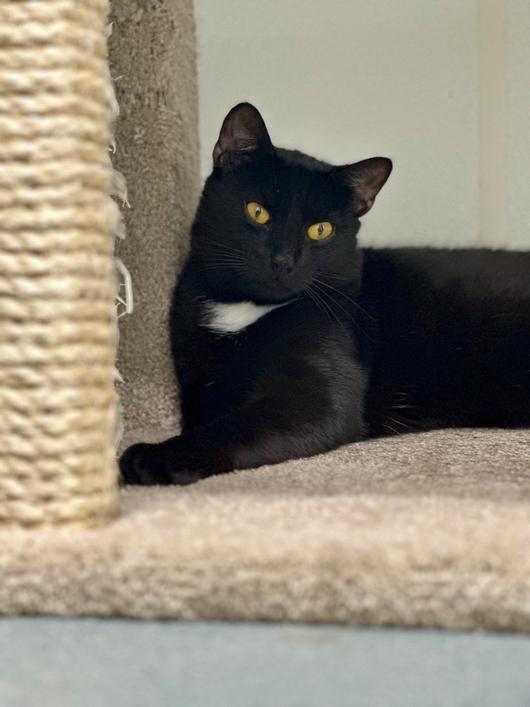 Joey, an adoptable Domestic Short Hair in Cumberland, ME, 04021 | Photo Image 3