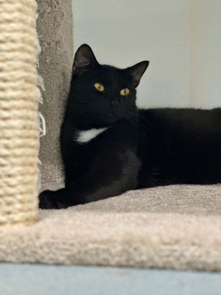 Joey, an adoptable Domestic Short Hair in Cumberland, ME, 04021 | Photo Image 4