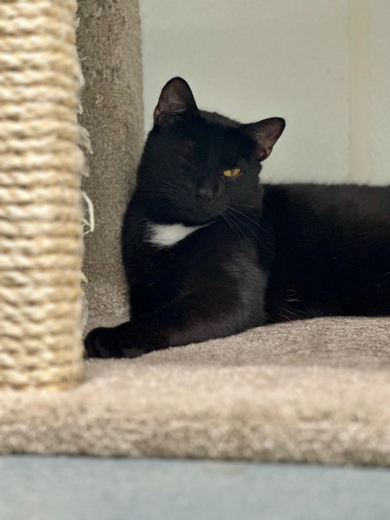 Joey, an adoptable Domestic Short Hair in Cumberland, ME, 04021 | Photo Image 5