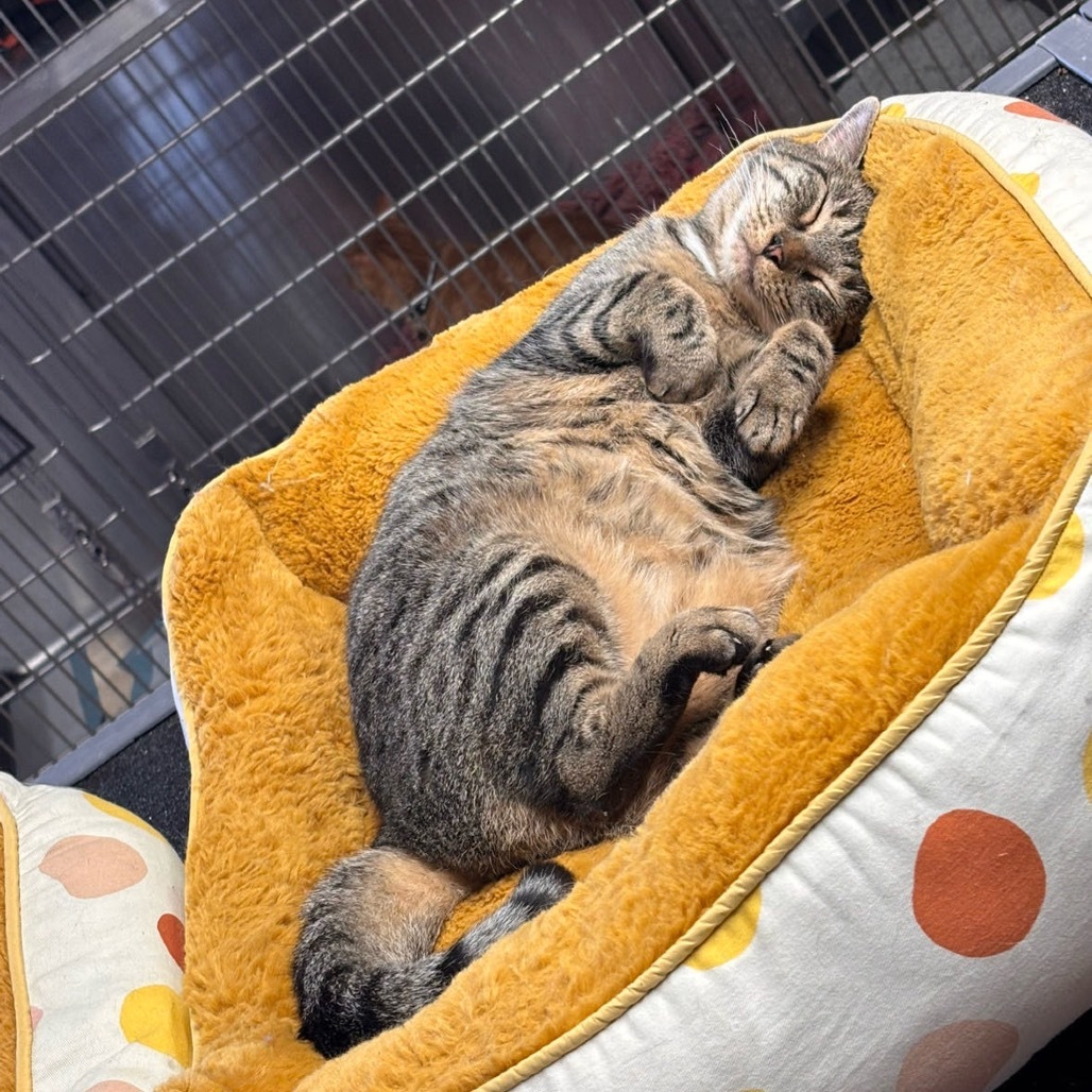 Elsie, an adoptable Domestic Short Hair in Midland, TX, 79701 | Photo Image 1