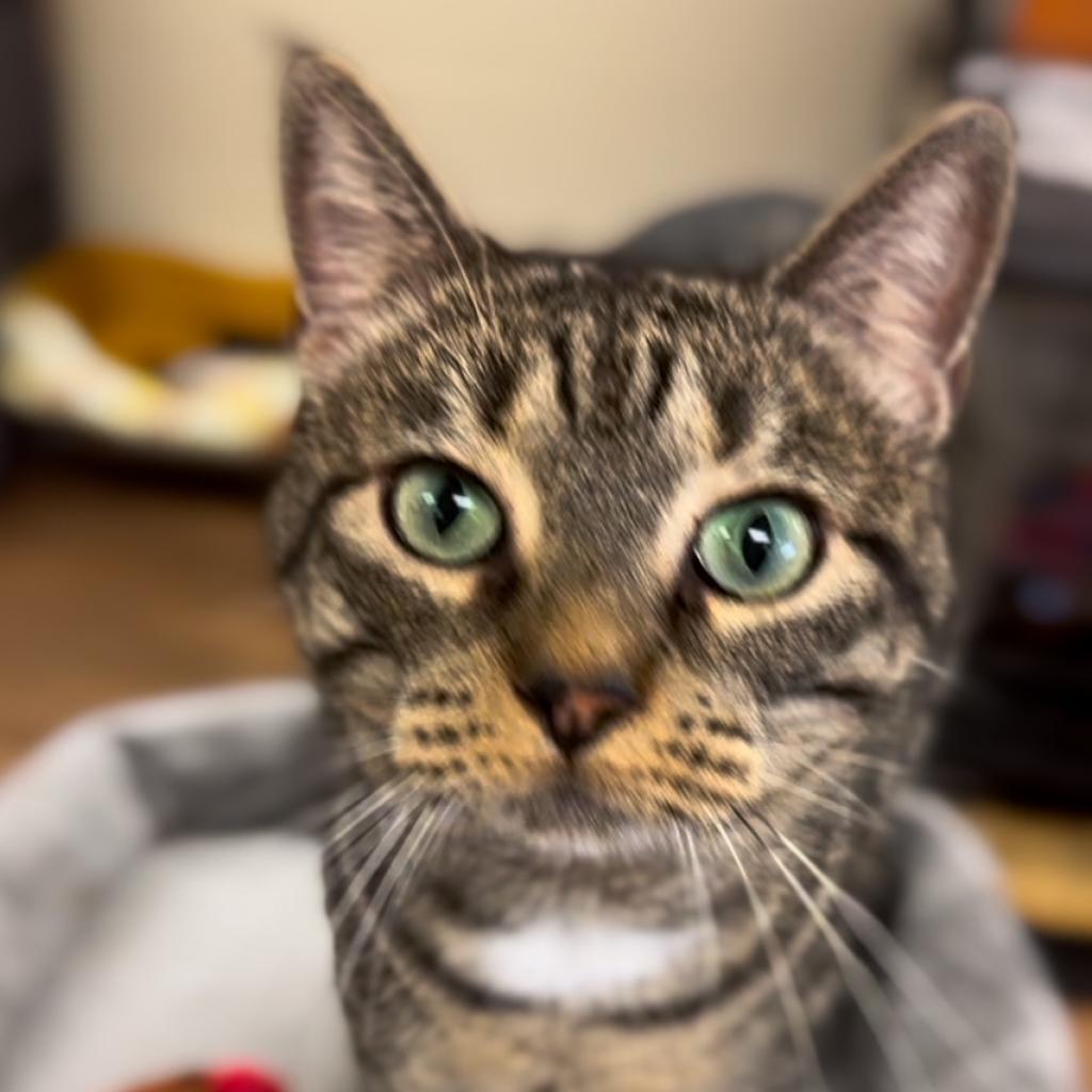 Elsie, an adoptable Domestic Short Hair in Midland, TX, 79701 | Photo Image 2