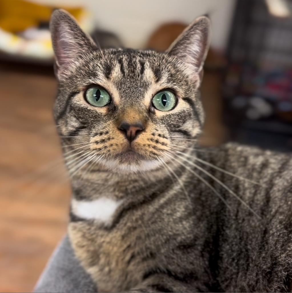 Elsie, an adoptable Domestic Short Hair in Midland, TX, 79701 | Photo Image 3