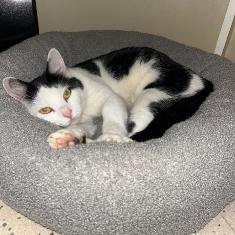 Oreo, an adoptable American Shorthair in Poplar Bluff, MO, 63901 | Photo Image 1