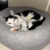 Oreo photo 1