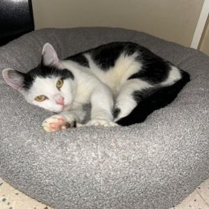 Oreo