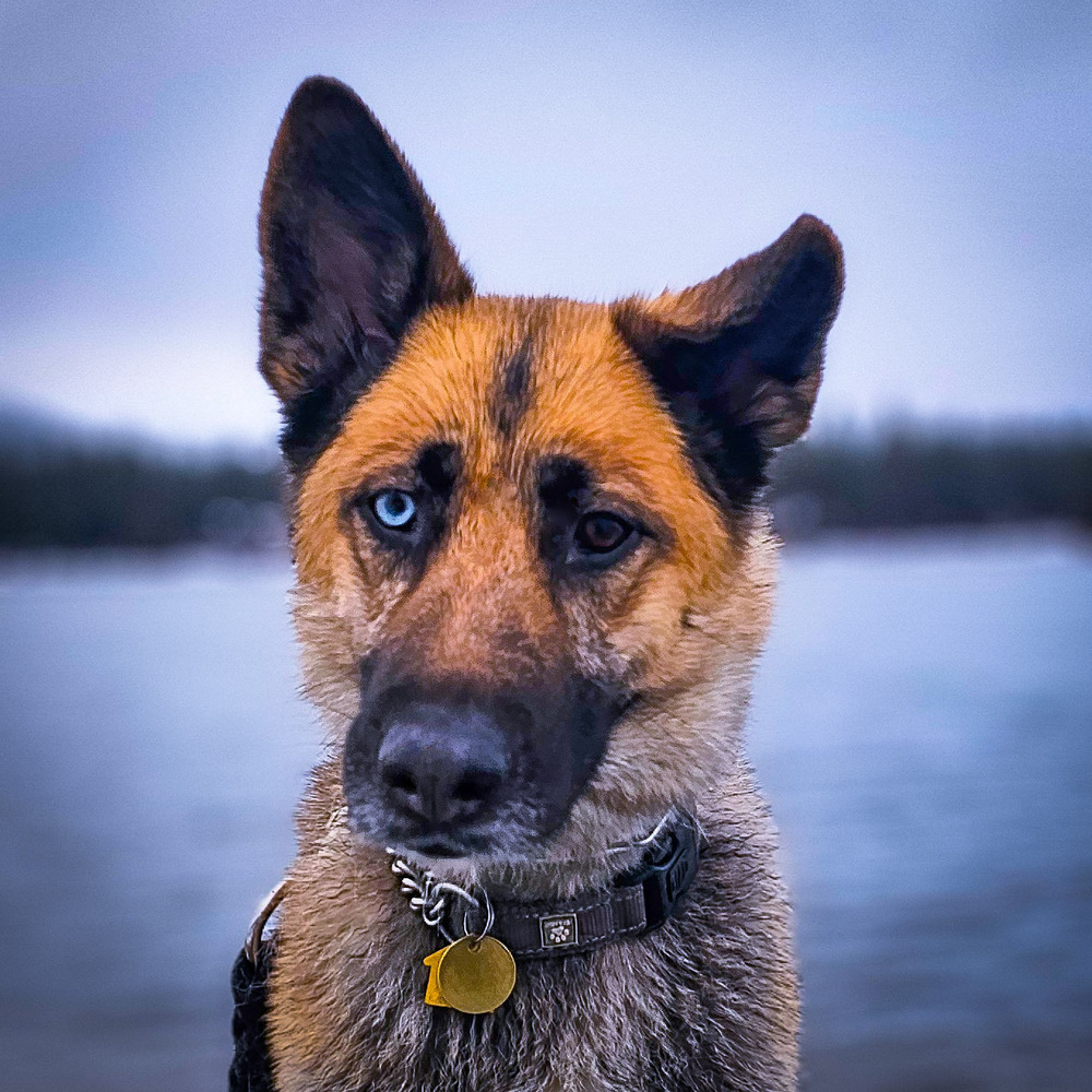 Astraya, an adoptable German Shepherd Dog, Siberian Husky in Spokane , WA, 99209 | Photo Image 1