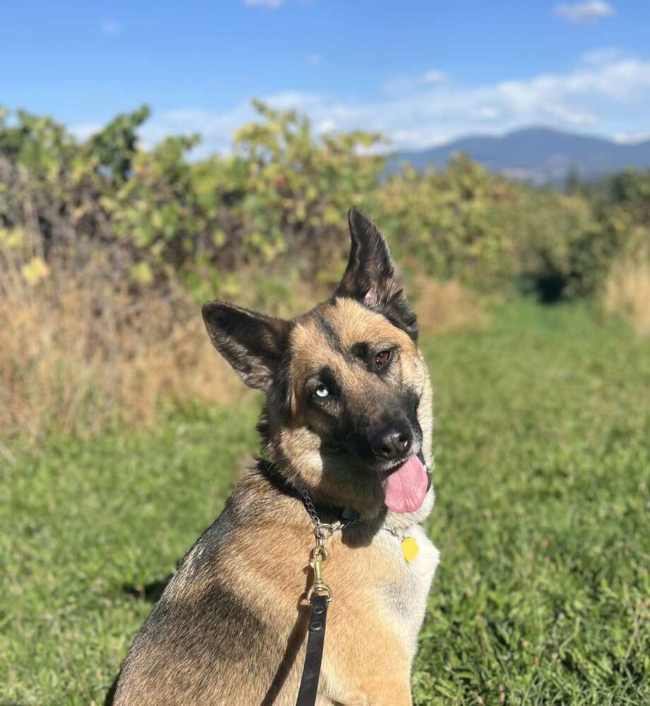 Astraya, an adoptable German Shepherd Dog, Siberian Husky in Spokane , WA, 99209 | Photo Image 2