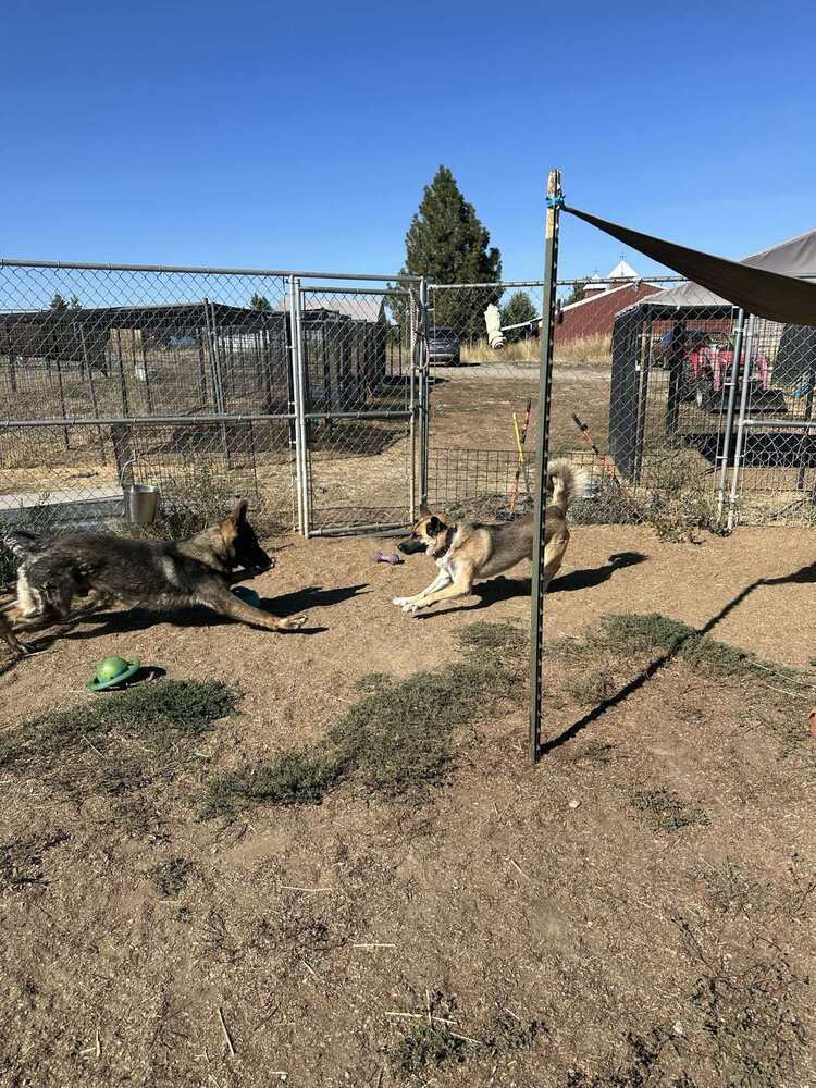 Astraya, an adoptable German Shepherd Dog, Siberian Husky in Spokane , WA, 99209 | Photo Image 5