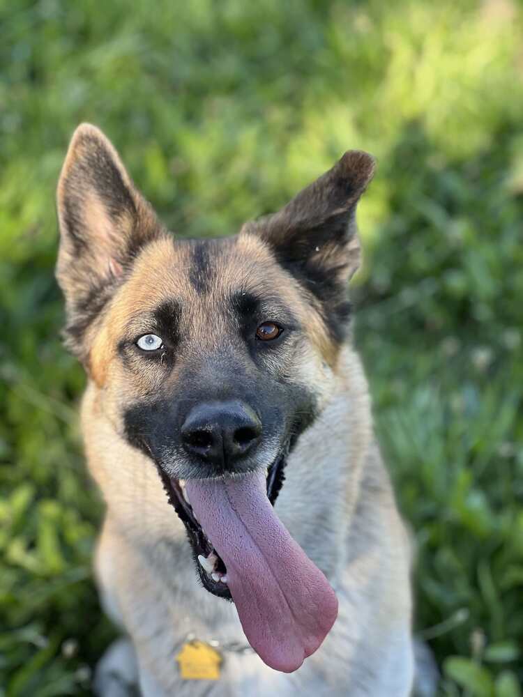 Astraya, an adoptable German Shepherd Dog, Siberian Husky in Spokane , WA, 99209 | Photo Image 6