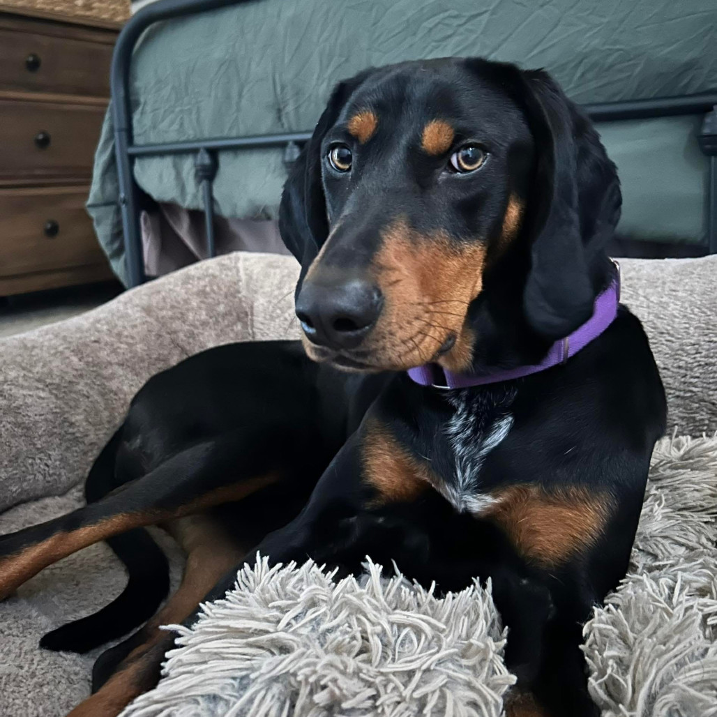 Samson/Doobie *Thanks to the kindness of Matthew D, my adoption fee is fully sponsored*