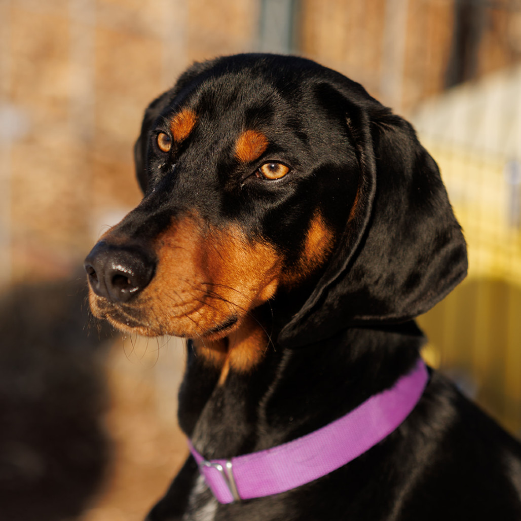 Samson/Doobie *Thanks to the kindness of Matthew D, my adoption fee is fully sponsored*