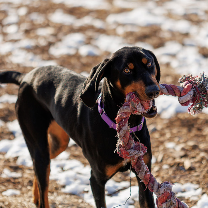 Samson/Doobie *Thanks to the kindness of Matthew D, my adoption fee is fully sponsored*