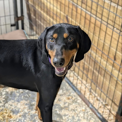 Samson/Doobie *Thanks to the kindness of Matthew D, my adoption fee is fully sponsored*