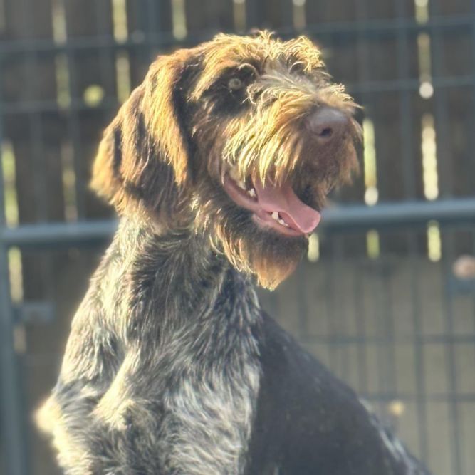 Dog for adoption - River, a German Wirehaired Pointer Mix in Locust ...