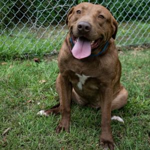 Cinnamon, Adult Female Mixed Breed