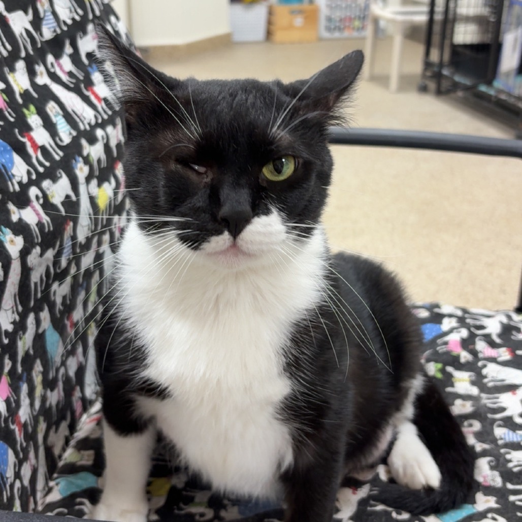 Iris, an adoptable Domestic Short Hair in Donalsonville, GA, 39845 | Photo Image 1