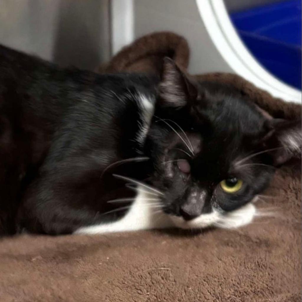 Iris, an adoptable Domestic Short Hair in Donalsonville, GA, 39845 | Photo Image 2