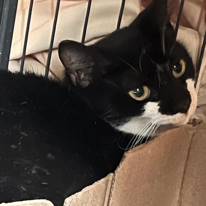 Sara, an adoptable Domestic Short Hair in Donalsonville, GA, 39845 | Photo Image 1