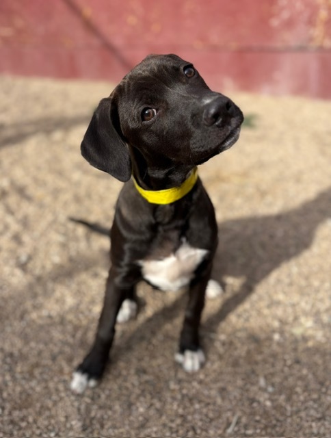 Aspen, an adoptable Black Labrador Retriever, Border Collie in Cody, WY, 82414 | Photo Image 1