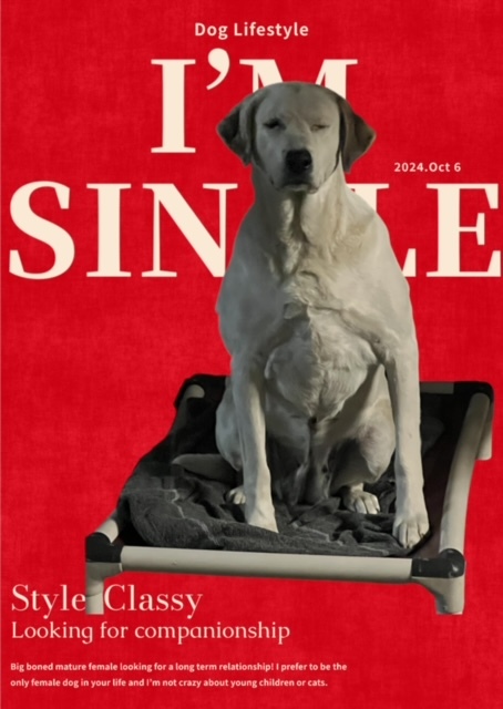 Girlfriend, an adoptable Great Pyrenees, Labrador Retriever in Cody, WY, 82414 | Photo Image 1