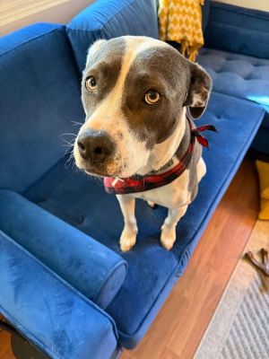 Cali, Adult Female Terrier