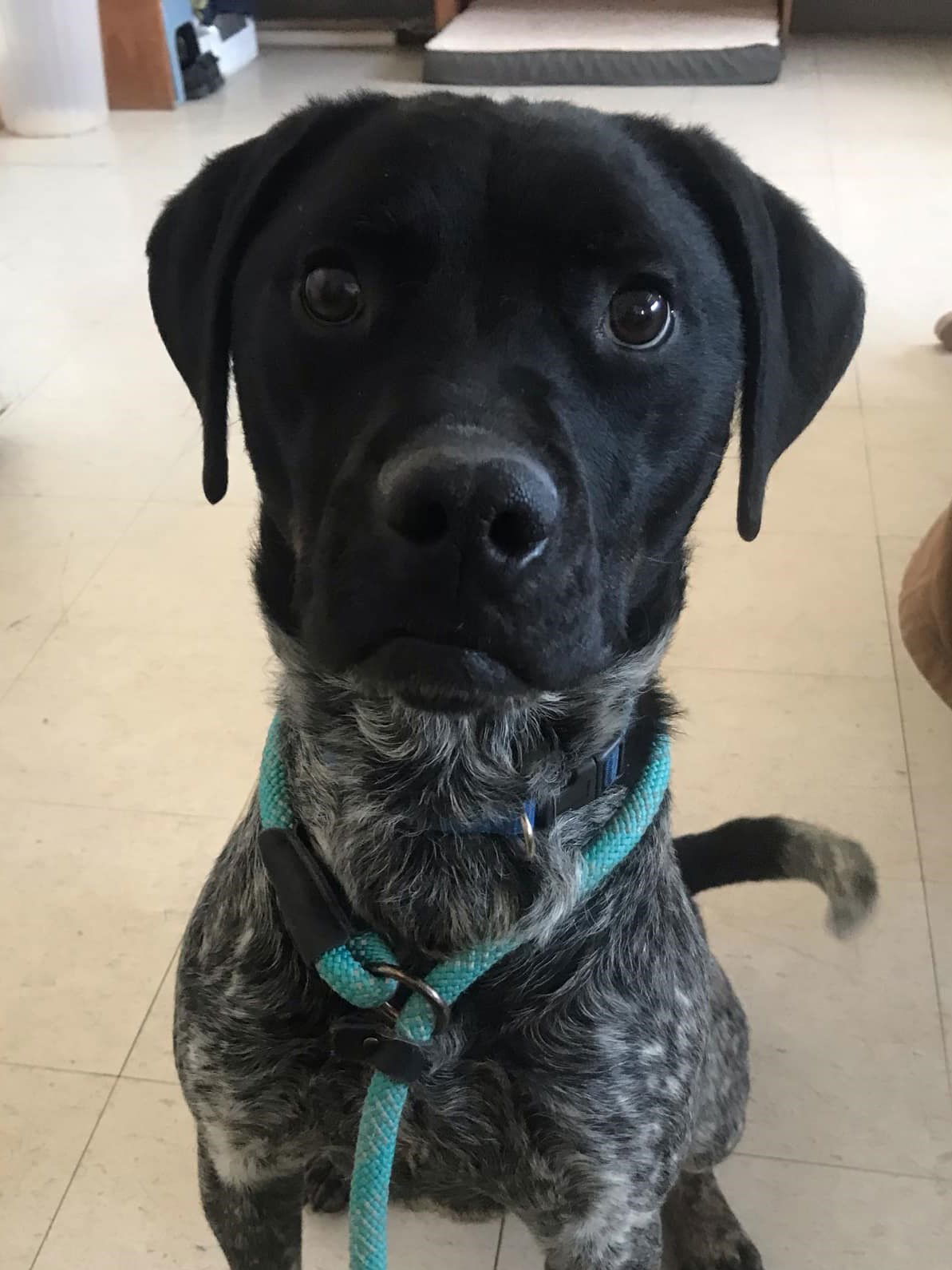 Snoop, an adoptable German Shorthaired Pointer in Webster, WI, 54893 | Photo Image 1