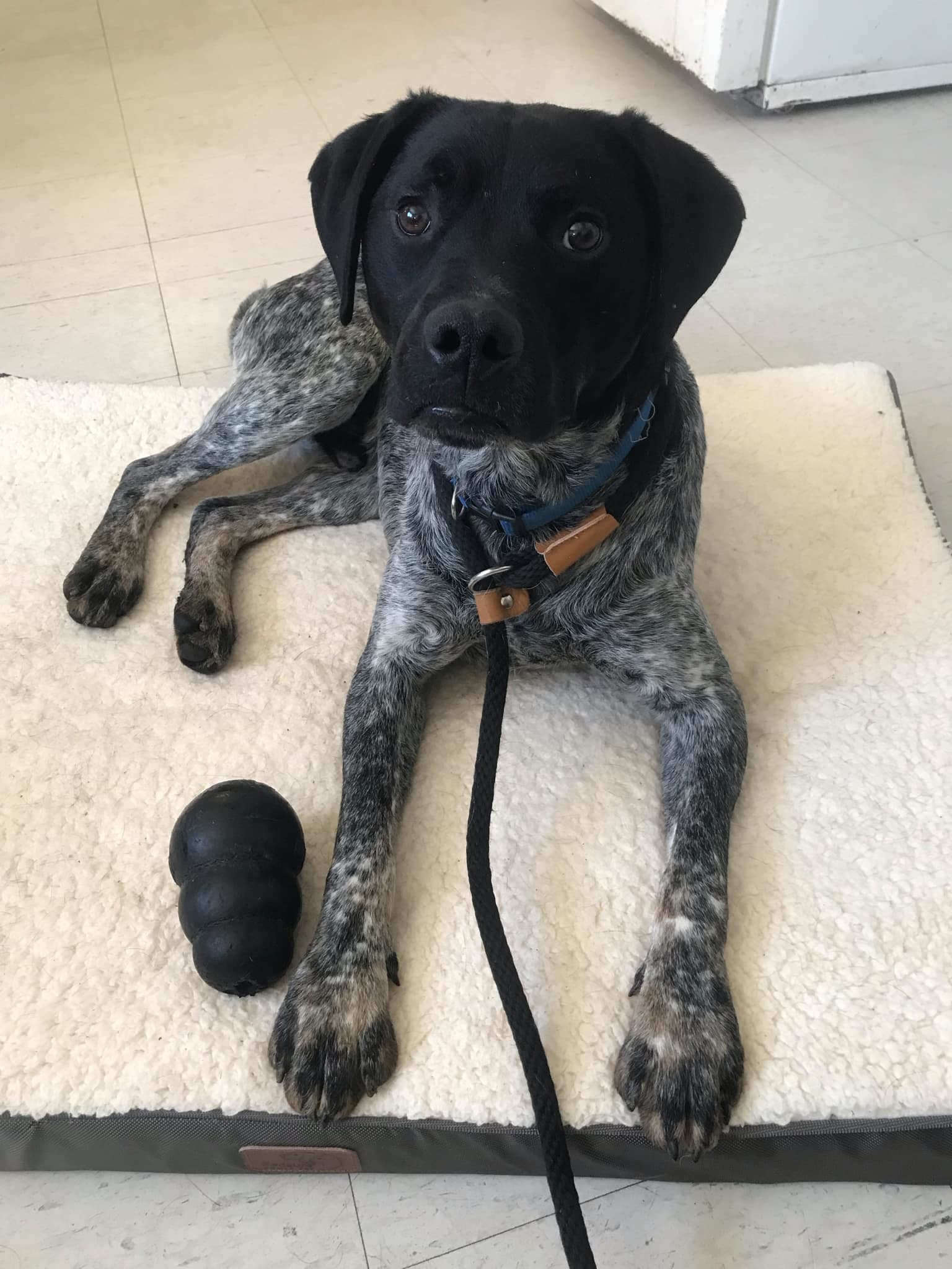 Snoop, an adoptable German Shorthaired Pointer in Webster, WI, 54893 | Photo Image 2