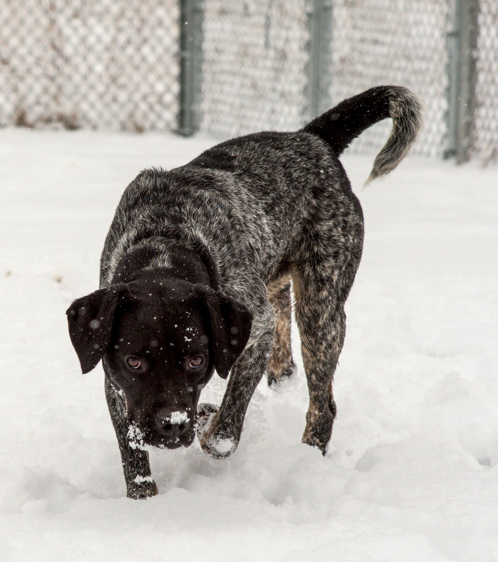 Snoop, an adoptable German Shorthaired Pointer in Webster, WI, 54893 | Photo Image 3