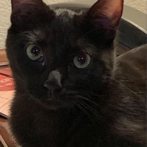 Shania, Young Female Domestic Short Hair