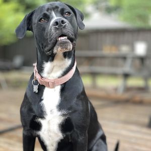 Juni, Adult Female Pit Bull Terrier