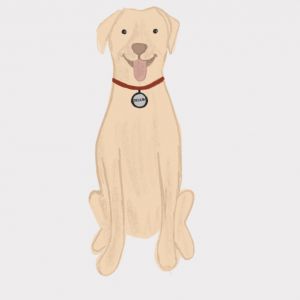 Delilah, Senior Female Labrador Retriever