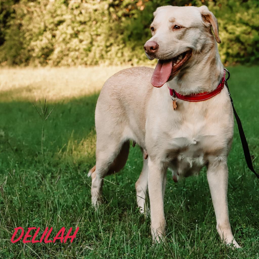 Delilah