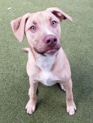 Melvin *, Baby Male Terrier