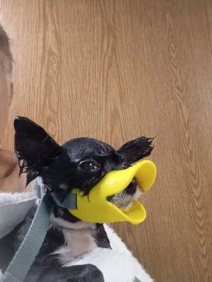 Les Nessman ~ Sanctuary, Young Male Chihuahua