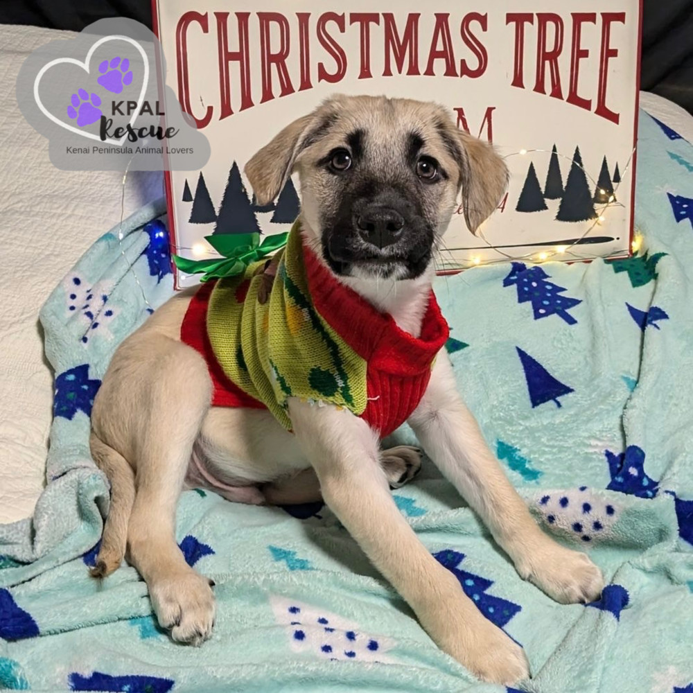 Jingle Bells - Christmas Cheer Litter