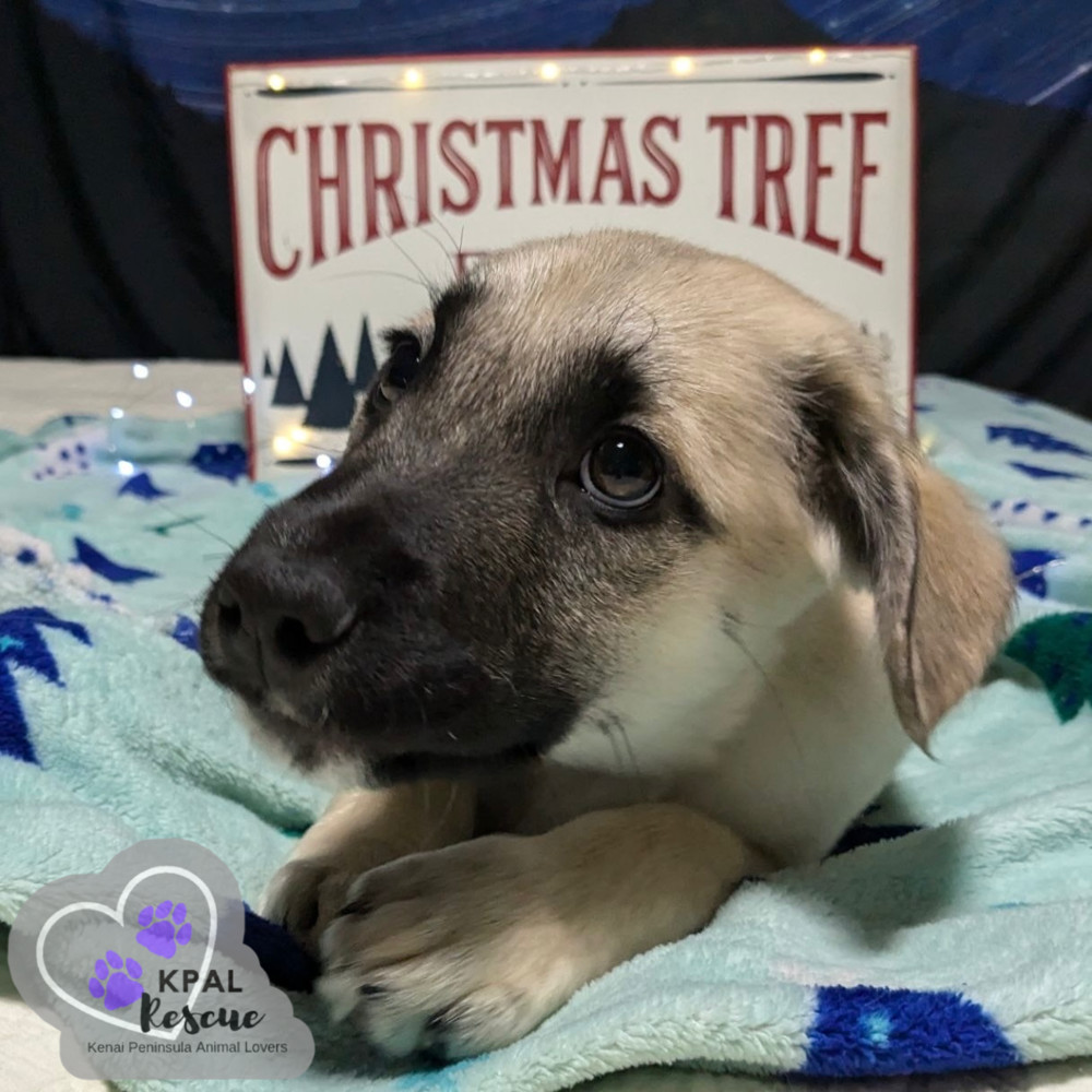 Jingle Bells - Christmas Cheer Litter