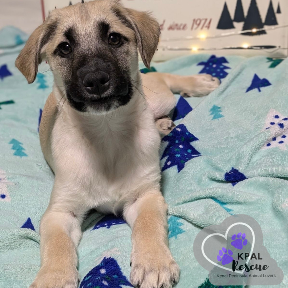 Jingle Bells - Christmas Cheer Litter