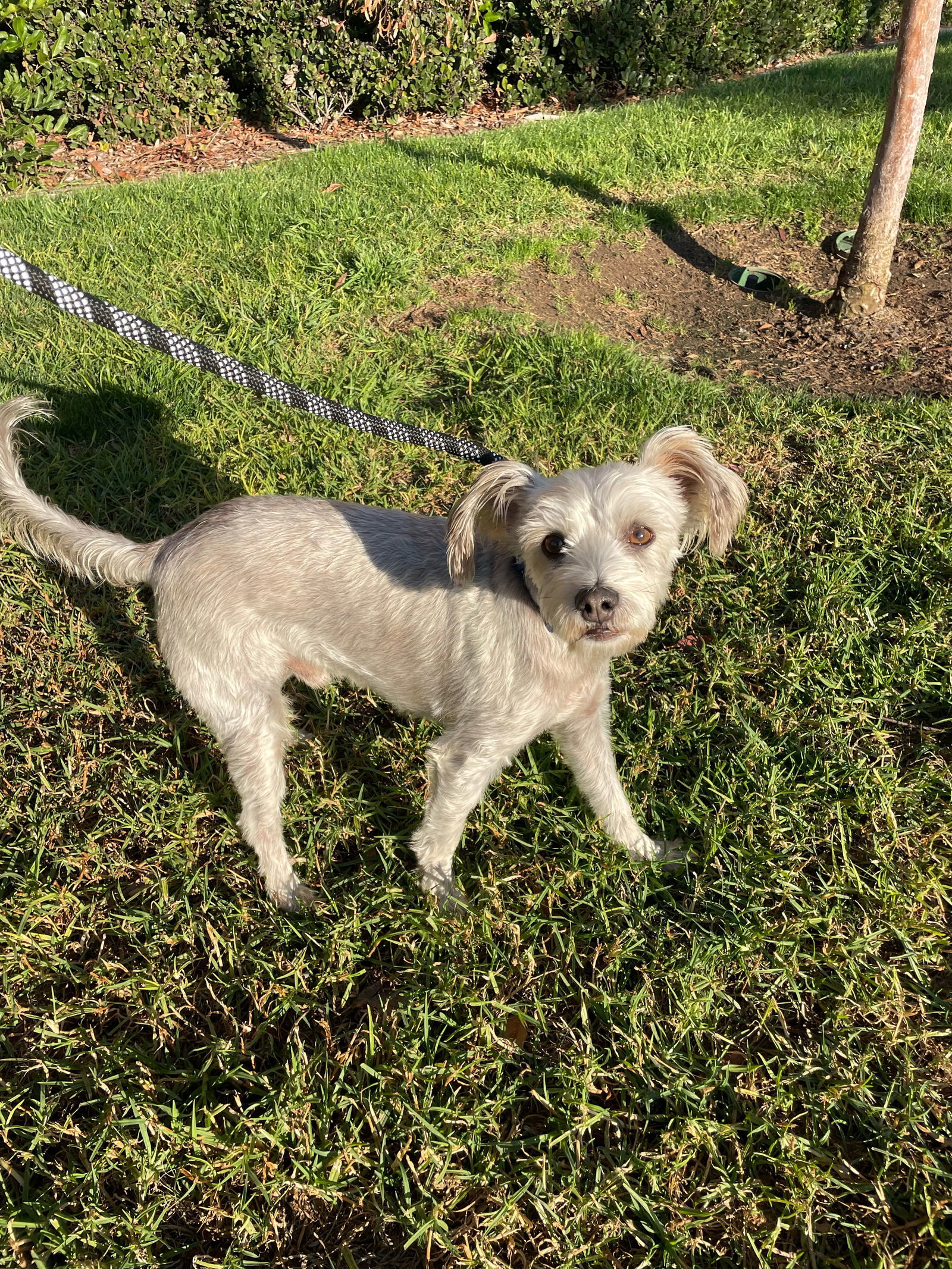 Julian, an adoptable Schnauzer in Apple Valley, CA, 92307 | Photo Image 1