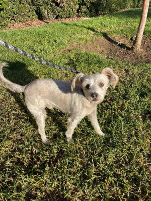 Julian, Young Male Schnauzer