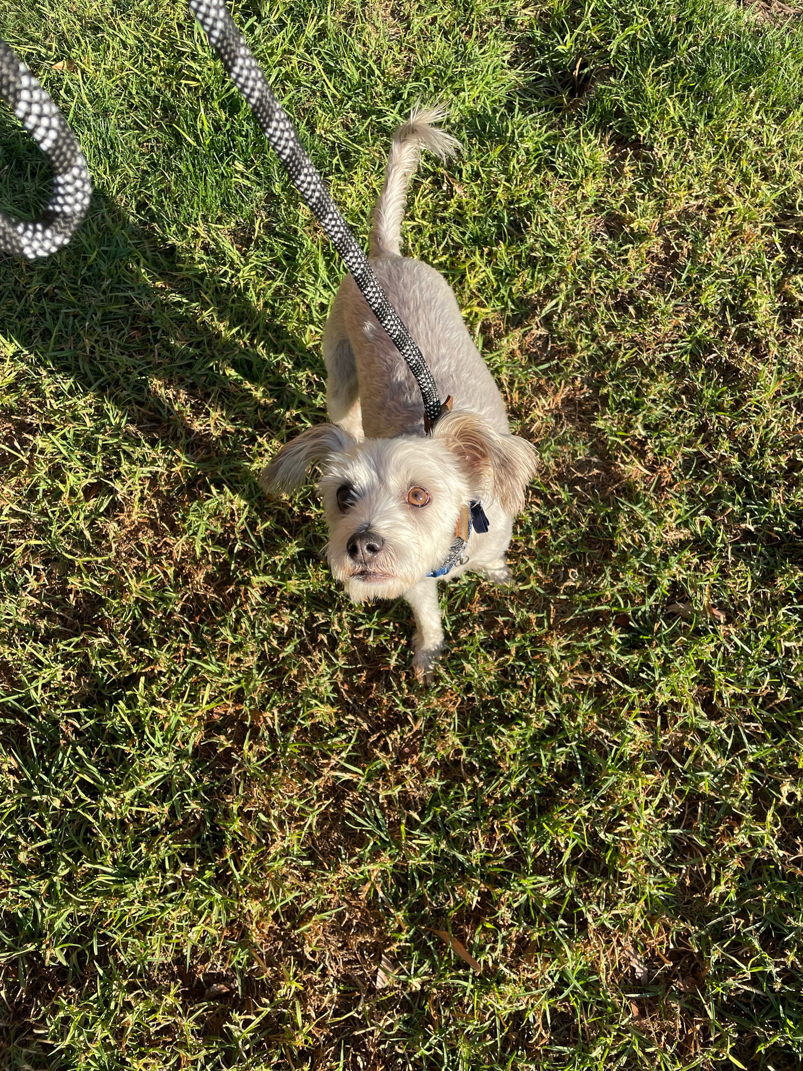 Julian, an adoptable Schnauzer in Apple Valley, CA, 92307 | Photo Image 2