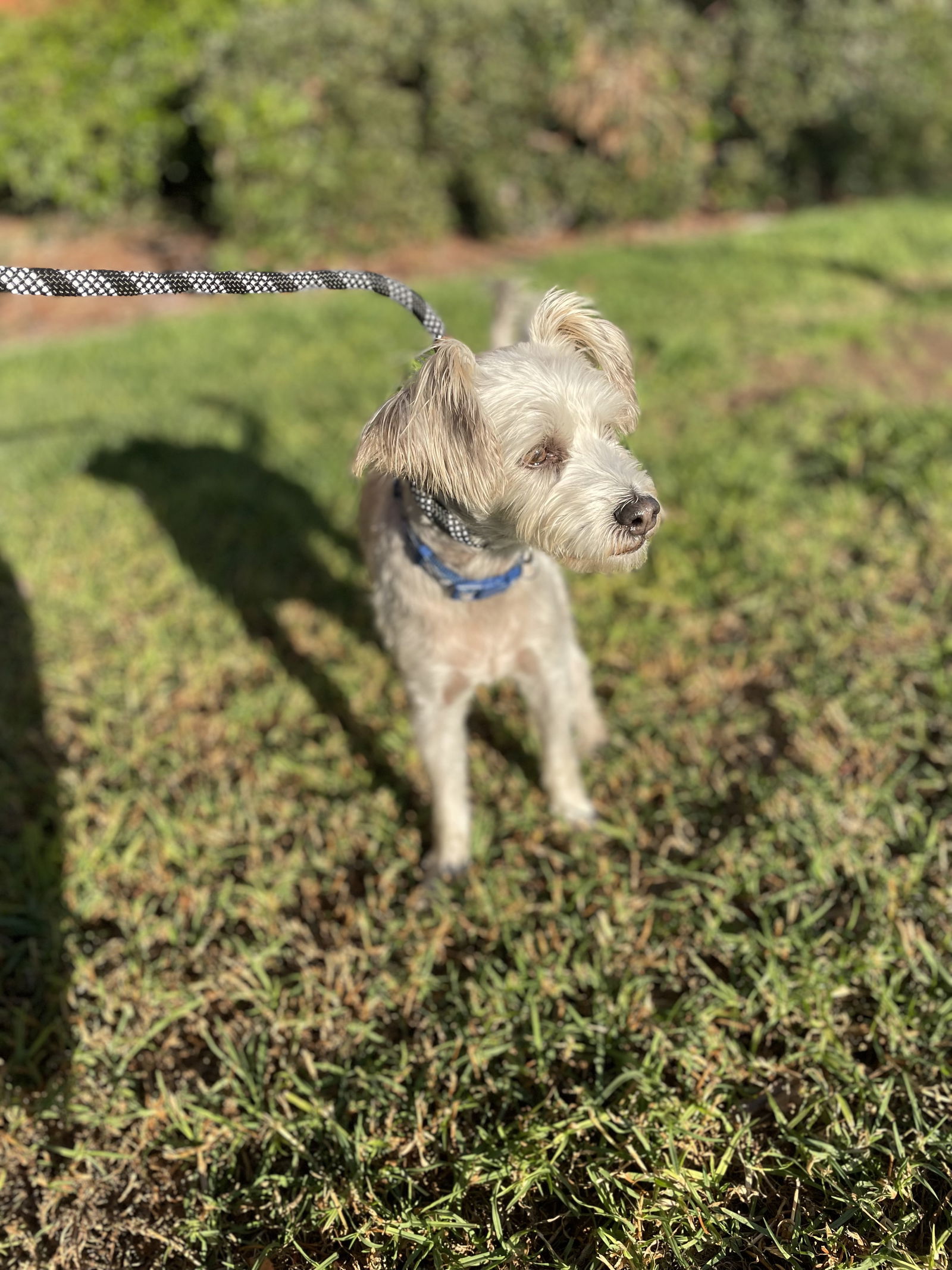 Julian, an adoptable Schnauzer in Apple Valley, CA, 92307 | Photo Image 3