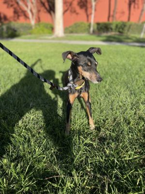 Conner, Adult Male Miniature Pinscher