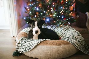 You can fill out an adoption application online on our official websiteMeet Bl