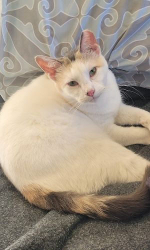 Moira, Young Female Calico